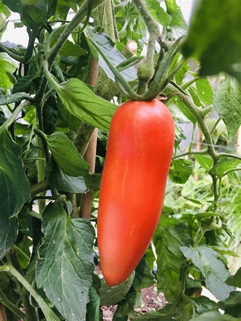 san martin tomatoes|are san marzano tomatoes heirloom.